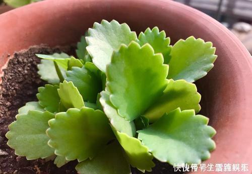 邻居|她只养一种多肉植物,一年一盆变10盆,邻居看了都羡慕