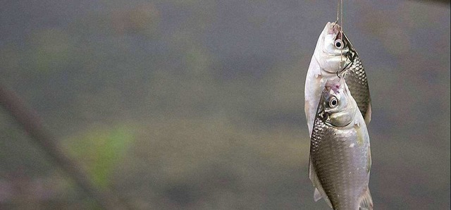 冬天|别觉得冬天气温低就不好钓鲫鱼,注意这几点,再冷的天也有鱼口