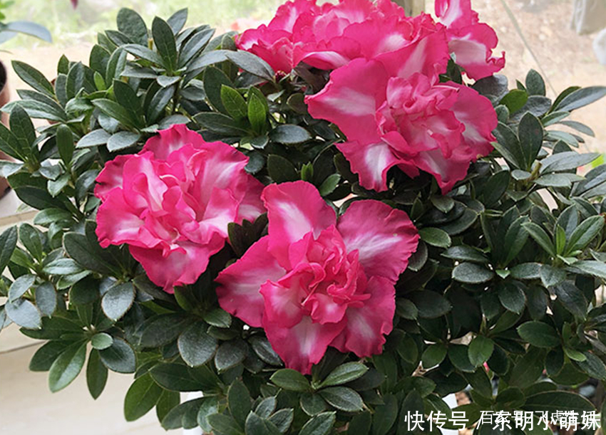 想养好杜鹃、茶花、栀子花,请用两种东西来调节,咋养咋好