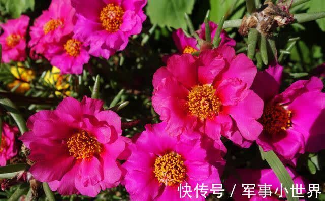 牡丹|太阳花里的“翘楚”,开花如牡丹,生长快速,开花还多