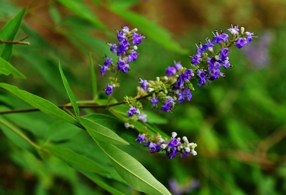 解放公园 谁道人间四月芳菲尽？武汉六月盛芳菲