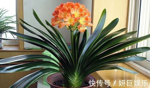 还在用啤酒给君子兰擦叶片现在纠正还不晚,它才最“靠谱”的!