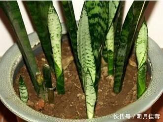 花盆|养花有必要加“底肥”吗老花匠教你这样做，植物根系又粗又壮