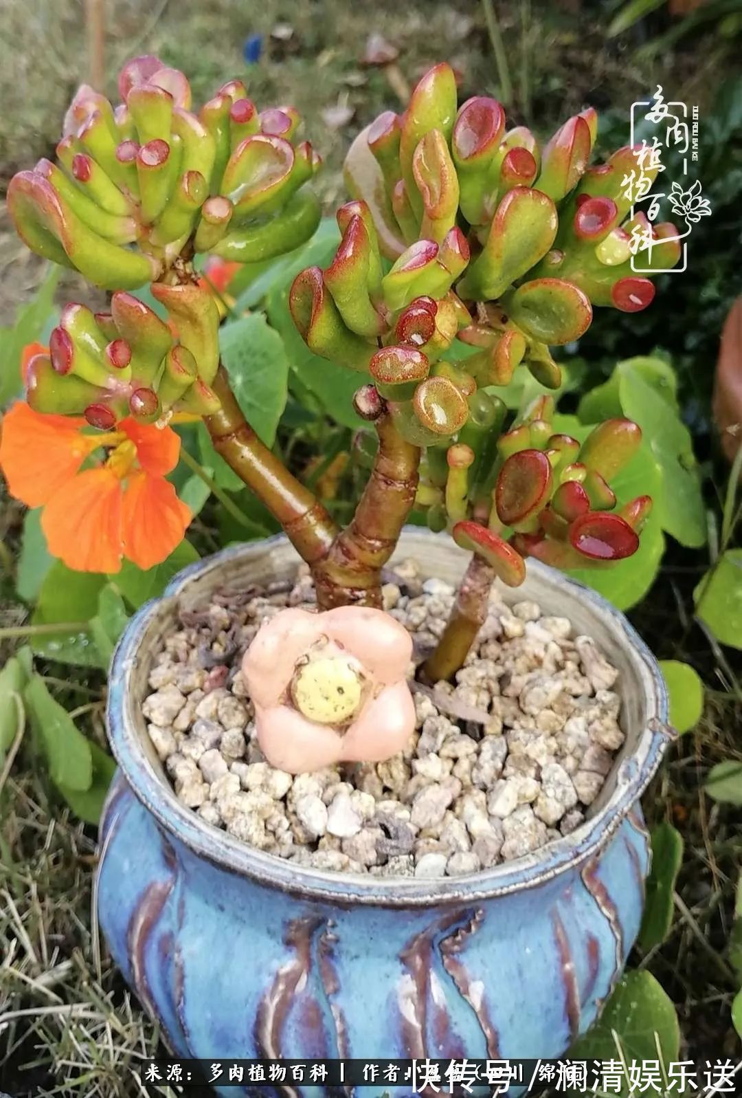 一定要爱着点什么，恰是草木对光阴的柔情！