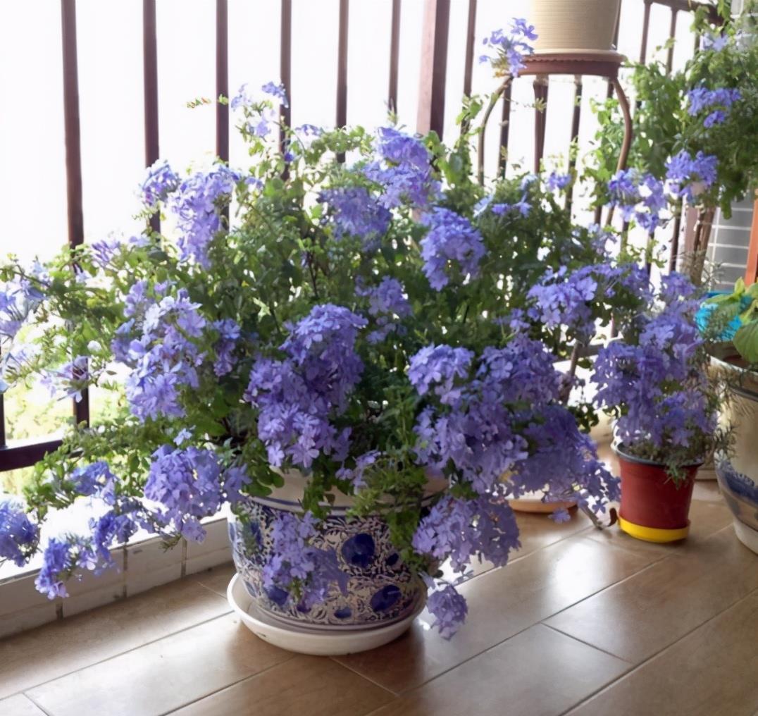 大太阳|夏天养花,就养“耐晒花”,越晒花越香,阳台变花海