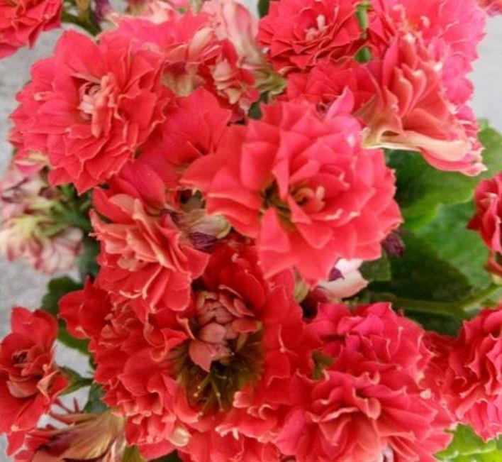 5种花自带福气好养活,花香易打理,养在家里美极了