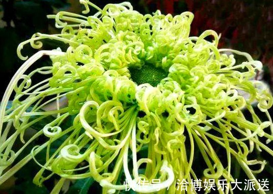 花友们|喜欢菊花，不要错过“3种”绿菊，花开如玉，晶莹碧绿，娇娆舞魅