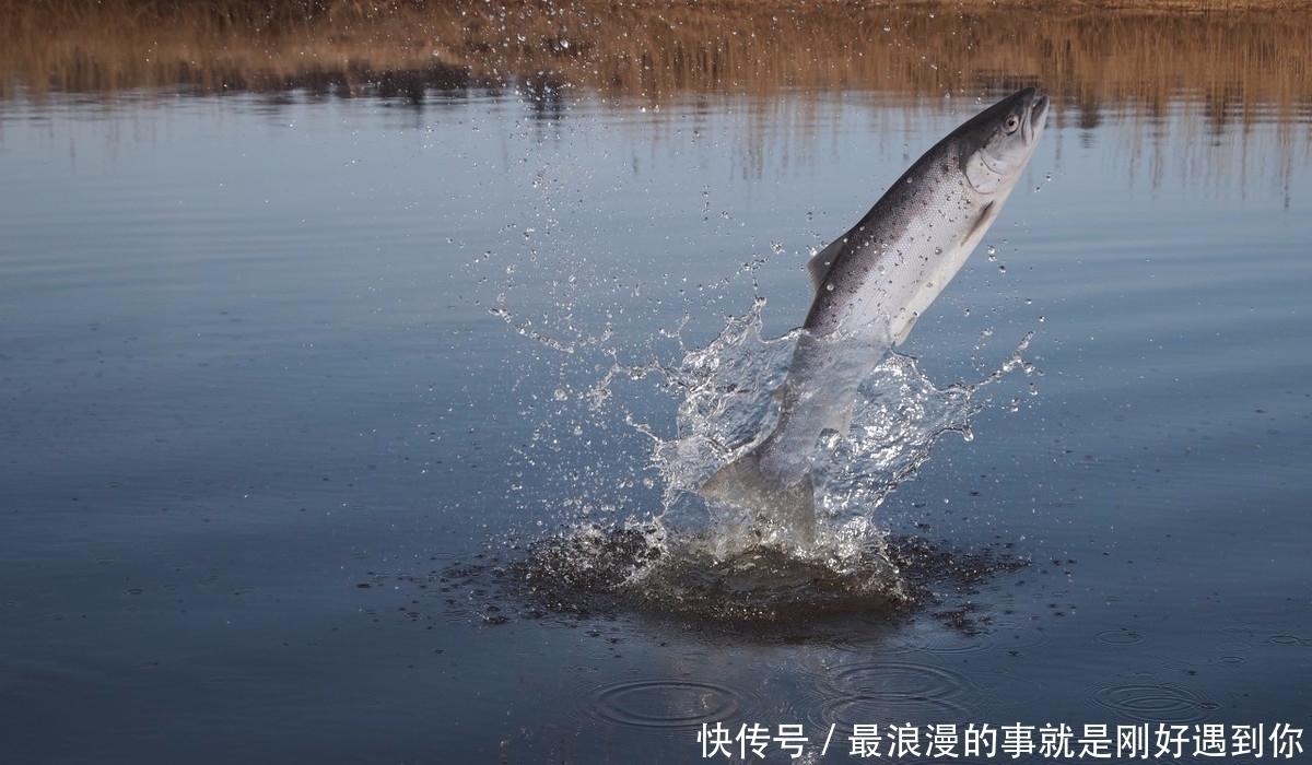 饵料|为什么太阳出来后，鱼就停口了？解析温度升高水中缺氧的作钓技巧