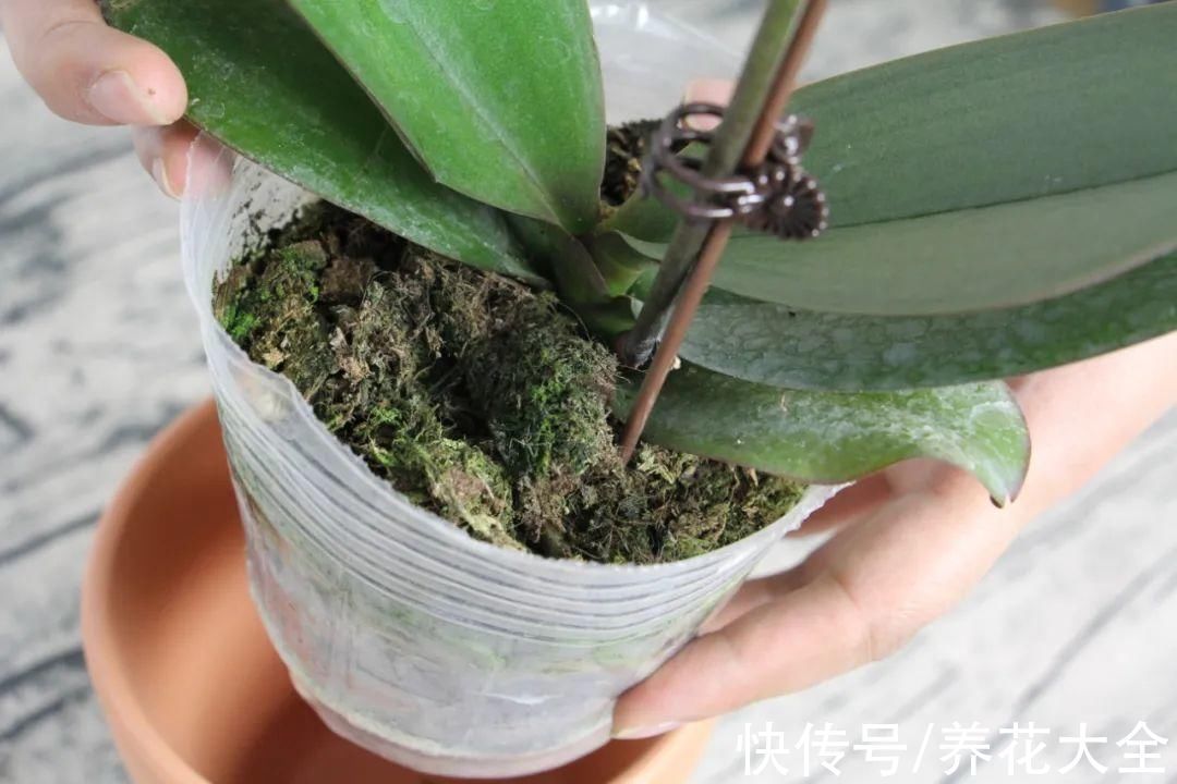 红火好养的“喜庆花”，现在买不吃亏，下个月价格翻两倍