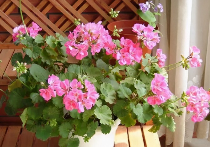 阳台上|阳台养天竺葵有技巧,掌握住3点,盆栽事半功倍
