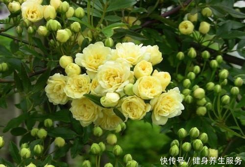 养花,就养“3盆花”,花量特别大,一棵繁殖多棵,人见人爱!