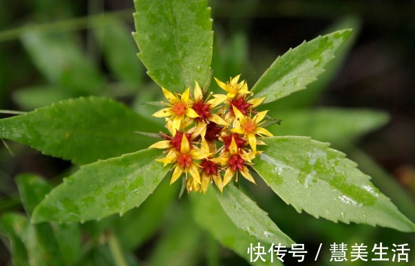 小根|65种野菜图片,带你认识不同的野菜和吃法,你想要的野菜这里都有