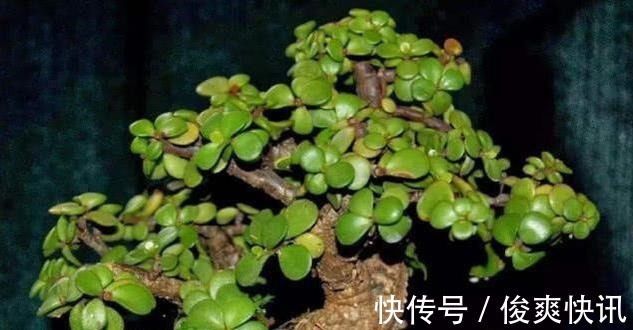 马齿苋树|养金枝玉叶,一个小技巧,盆栽变成漂亮盆景,叶绿枝多姿态优美