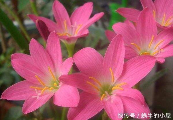 最适合新手养的4种花,沾土就能活,花大色艳很漂亮,谁养谁爱