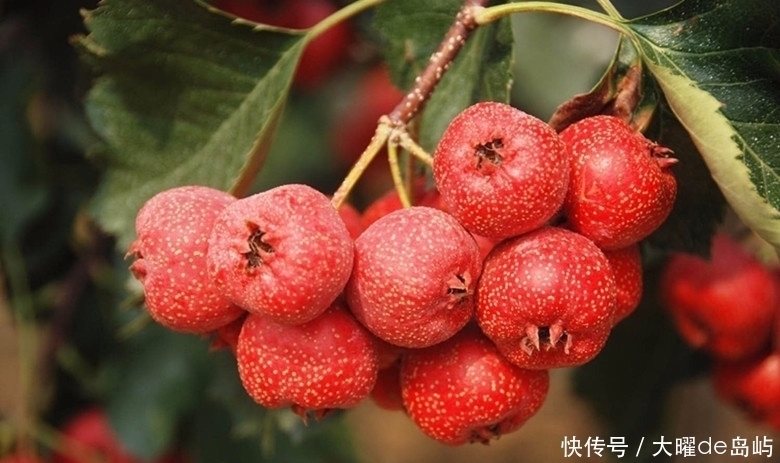 小蛮腰|山楂和此物天生一对, 每天喝一杯, 肾变强了, 大肚腩跑了