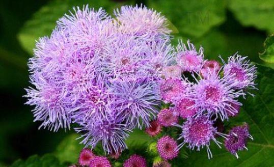 4种花中劳模,一年四季开花不断,看一眼就心醉