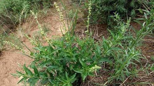 血竭|老祖宗流传已求的绝活!15种中国传统膏药大全,千金难买赶紧收藏