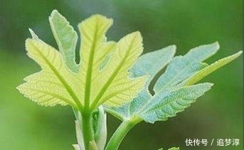 抗衰老|农村这果树叶子,美容养颜抗衰老,你吃过没?