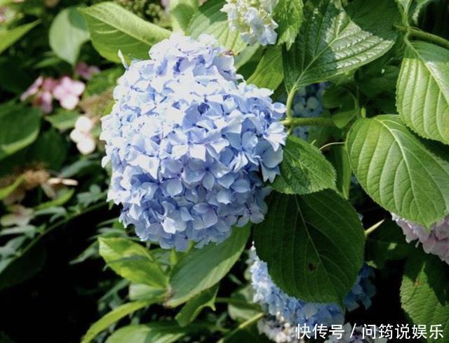 漂亮也好养的“4种花”,枝条能剪下来“扦插”,1年后开花多!