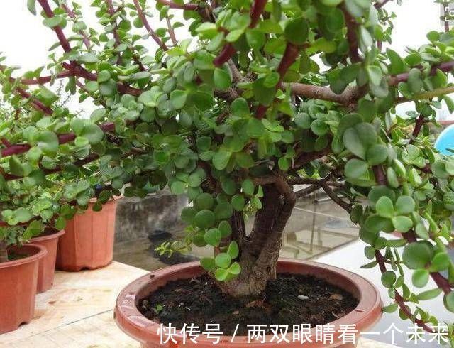 松柏类|3种名贵盆景山上遍地有,教你养护技巧,个个价值高造型佳