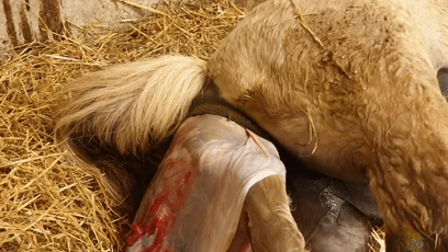 角马|蝙蝠竟然会倒立生孩子,这些生娃瞬间看得我肚子疼