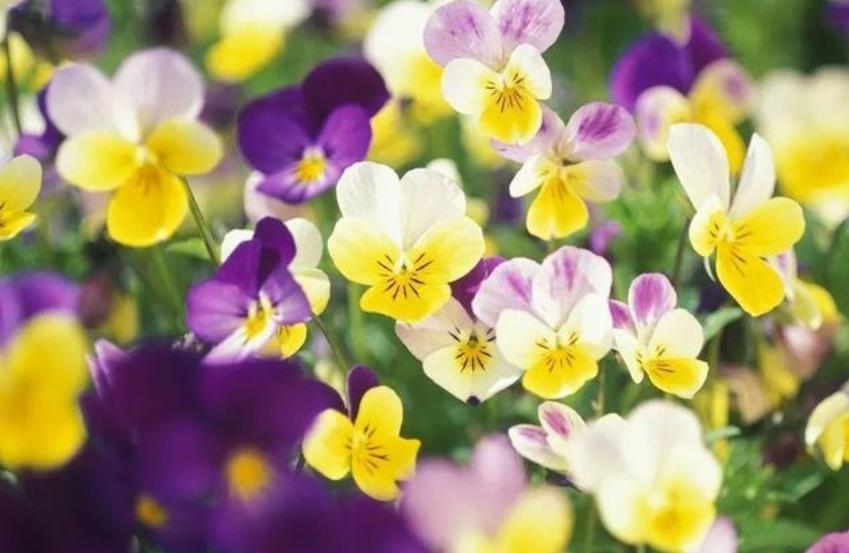 家养这些植物,阳台开出花海,花色繁多易爆盆,娇艳欲滴