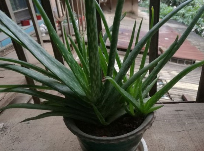 不会养芦荟，记住几个技巧，一年长到爆盆，叶片肥厚，呼呼冒芽