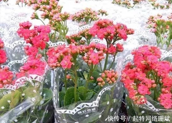 养死|花市买花时,尽量避开“此2种”,还有花友敢买,拿回家就养死