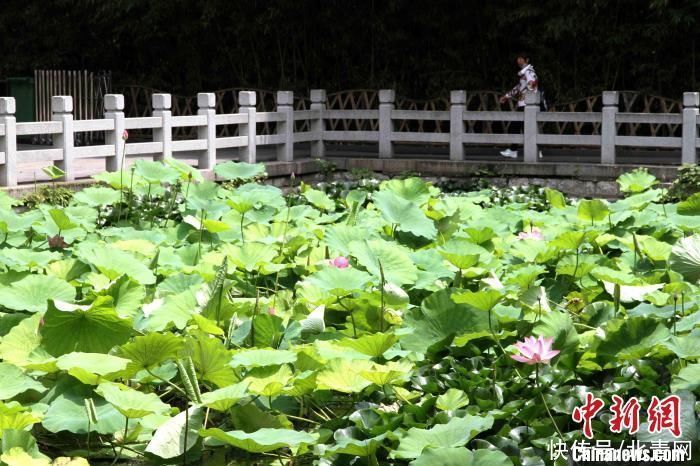 景区|大明湖“网红”并蒂莲莲蓬被偷 景区：已报警