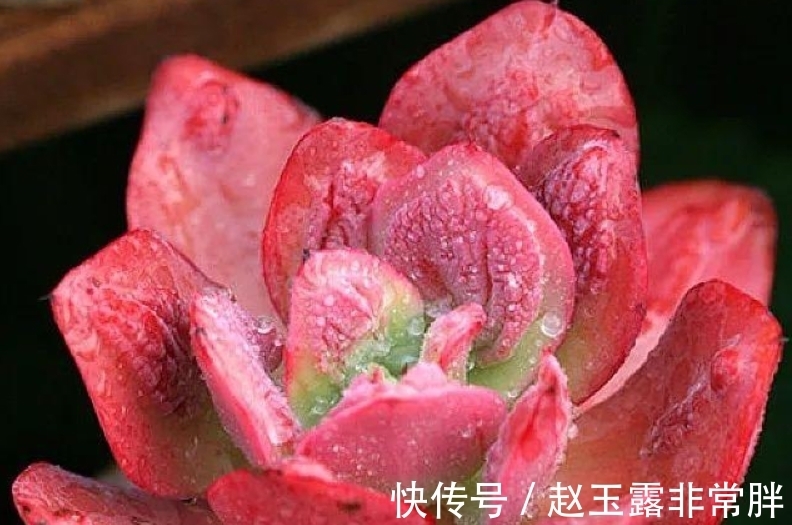 家中光照差别养8种多肉,它们容易变成“豆芽菜”,没有观赏价值