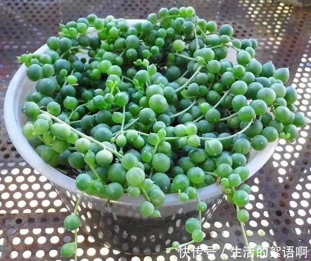 大饼|多肉有“三怕”,避开不易摊大饼,窜新芽上色快,养成群生老桩!