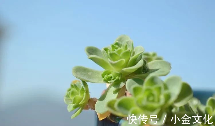 以阳光为滤镜,蓝天为背景,期待拥抱春天,拥抱自然!