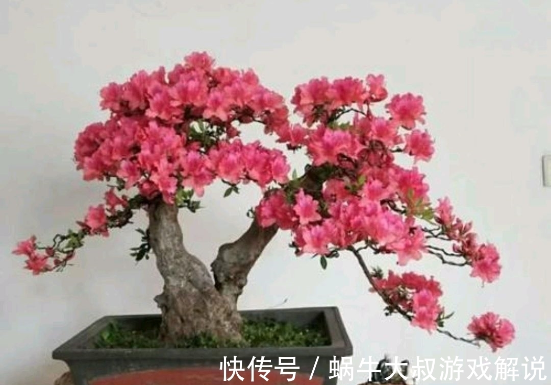 十月了，养映山红盆景，几个妙招送给你