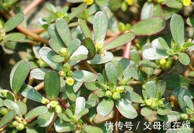 香椿|农村最“热门”的6种野菜,营养丰富味道鲜美,还能治白头发!