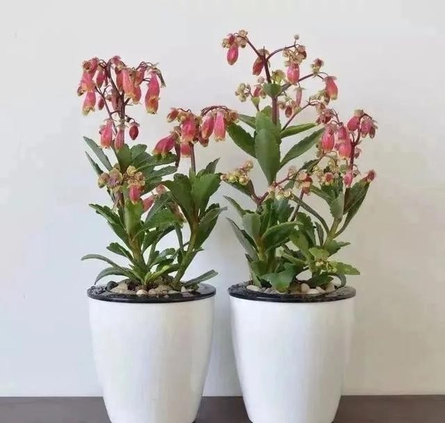 做好|12月养宫灯长寿花,做好这几点,枝头挂满红灯笼,漂亮又喜庆!