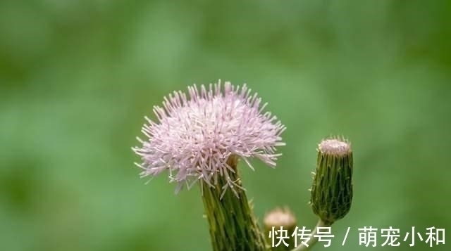 山东鲁|小时候经常见的17种植物，很熟悉却叫不上名字，现在终于知道了