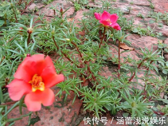 花盆|真正的花坚强，墙缝、地缝都能长，开花特别旺！