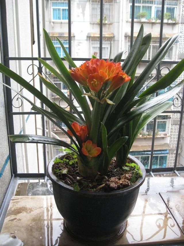 君子兰有时候也需要贱养的，这样才能长的茂盛、年年开花！