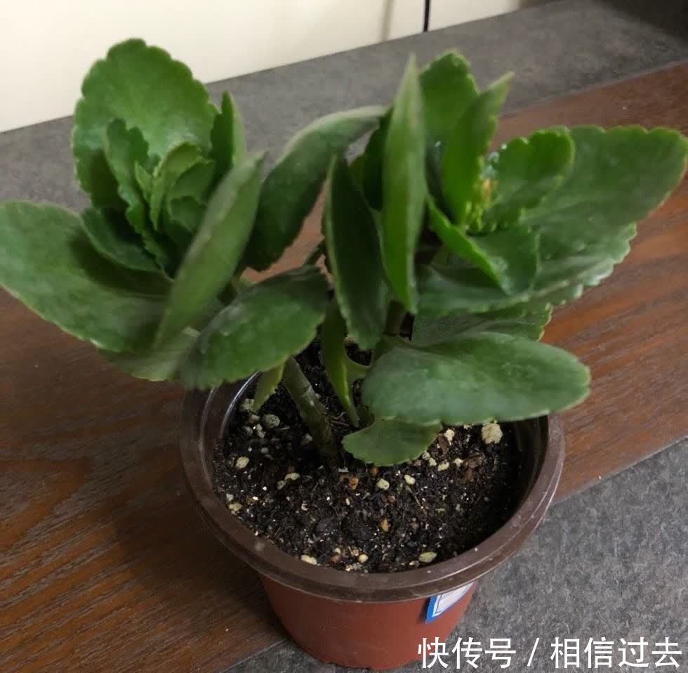 长寿花进入了盛花期,做好这2点,见花不见叶,花量更大