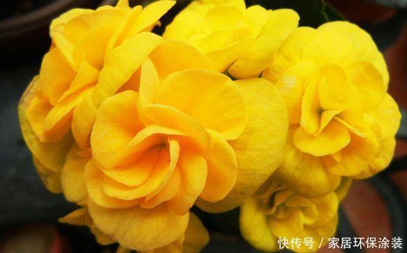 养花就养4种花,开花就爆盆,不易生病好养护