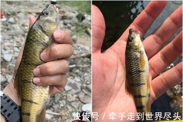 温州炉西大峡谷现“巨型溪石斑”,将近一斤重,已突破体型极限