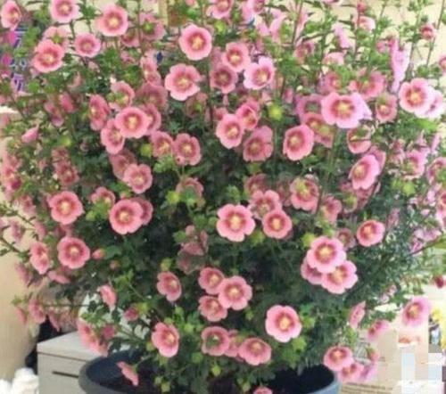 几款花卉，全年开花不停，好养如绿萝，简单易成活