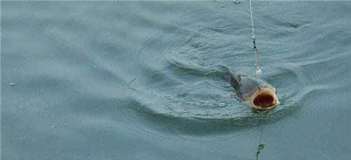 鲤鱼太狡猾不咬钩下次记得用上这招,它再狡猾也会忍不住咬钩