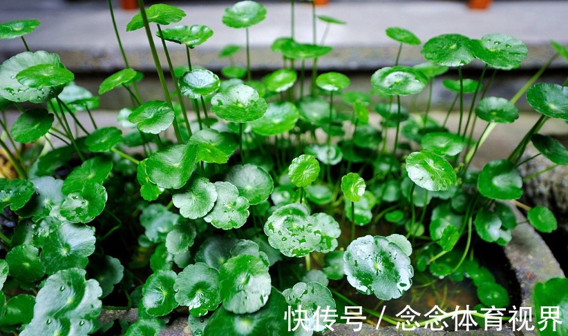 玉树|养这4种花不要太勤快,“懒养”更好活,值得新手尝试