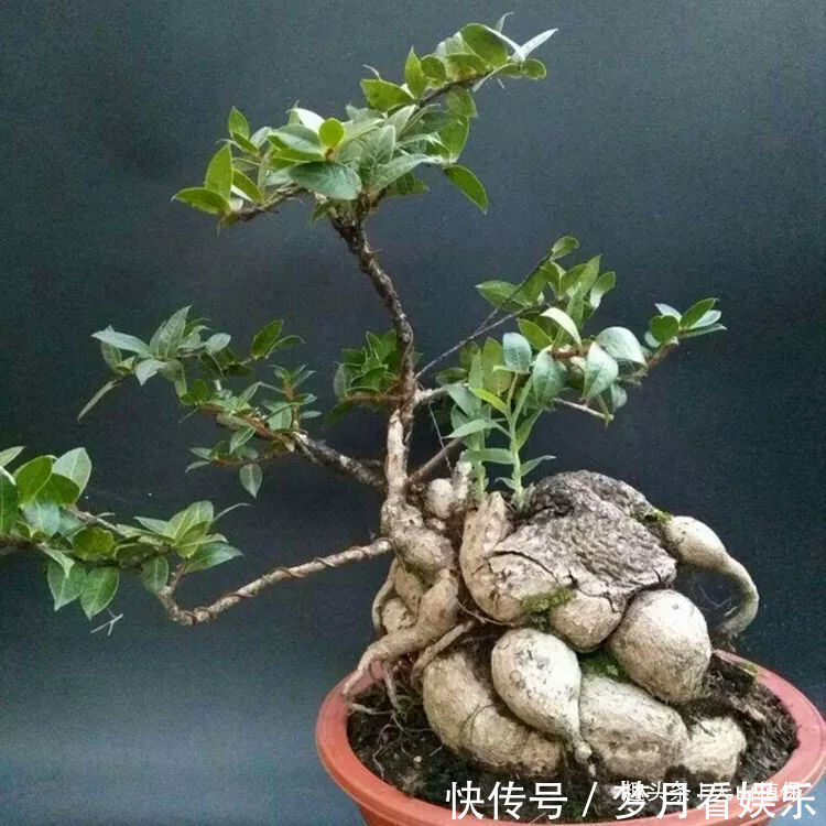 石萝卜|农村一种植物,人称“叶上花”,盆栽很漂亮,跌打损伤,胃疼可用