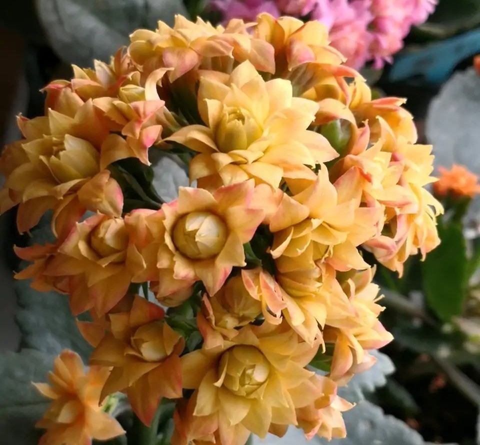 花色|75个长寿花品种，一个比一个美，一起来认识一下吧！