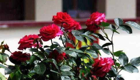 快死的盆栽花卉不要扔,只需一粒药片,能再次生机勃勃