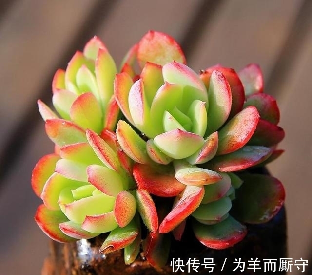 绮罗完美逆袭,成为12月最火的多肉,这个特点总能给花友带去惊喜