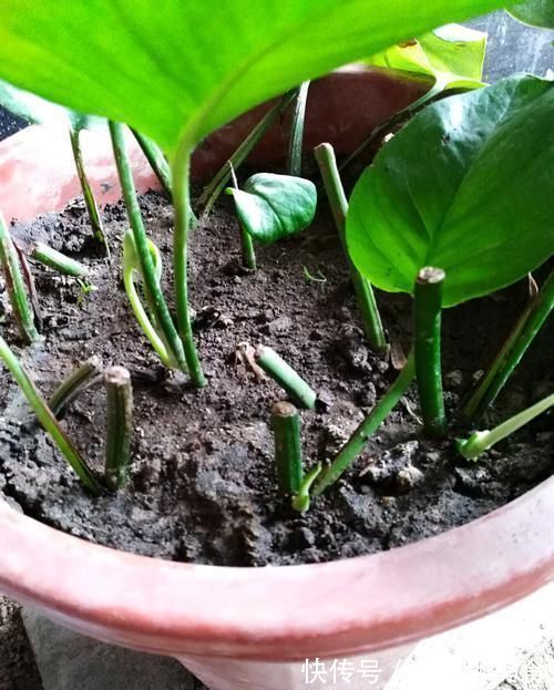养文竹绿萝,“1种”颗粒撒盆里,叶子油绿一整年,越长越旺