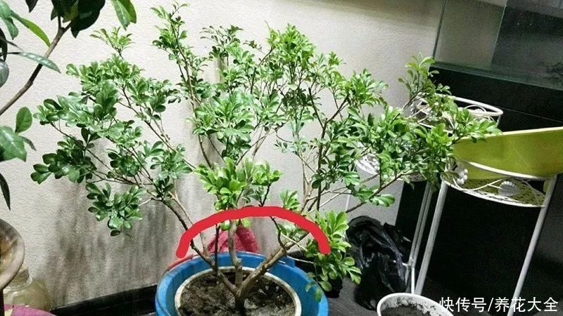 3月是给花剃头的好时机，现在狠心剪，下月就开花